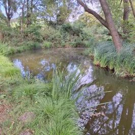 Égett malom (Horváth, Schulmann, Schremmer malom), Pápateszér - Külső kép