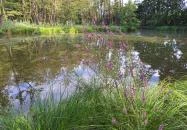 Égett malom (Horváth, Schulmann, Schremmer malom) Pápateszér