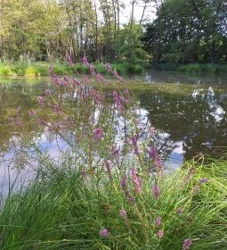 Égett malom (Horváth, Schulmann, Schremmer malom)