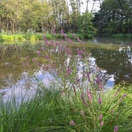 Égett malom (Horváth, Schulmann, Schremmer malom), Pápateszér - Külső kép