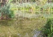 Égett malom (Horváth, Schulmann, Schremmer malom) Pápateszér