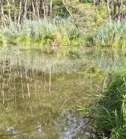 Égett malom (Horváth, Schulmann, Schremmer malom)