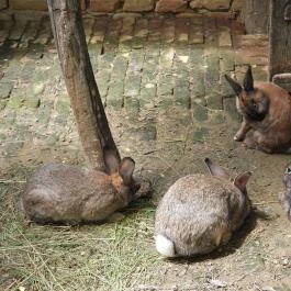 Puchner Élménybirtok Bikal - Egyéb