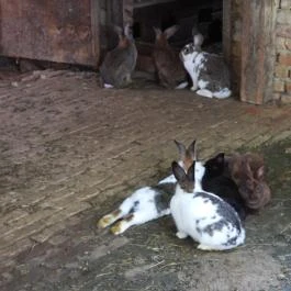 Puchner Élménybirtok Bikal - Egyéb