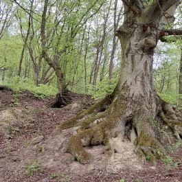 Emlékerdő Agostyán - Külső kép