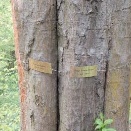 Emlékerdő, Agostyán - Egyéb