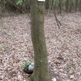 Emlékerdő, Agostyán - Egyéb