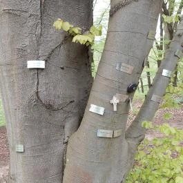 Emlékerdő, Agostyán - Egyéb