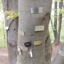 Emlékerdő, Agostyán - Egyéb