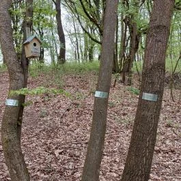 Emlékerdő, Agostyán - Egyéb