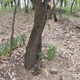 Emlékerdő, Agostyán - Egyéb