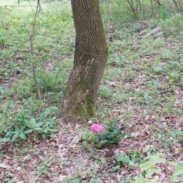 Emlékerdő, Agostyán - Egyéb