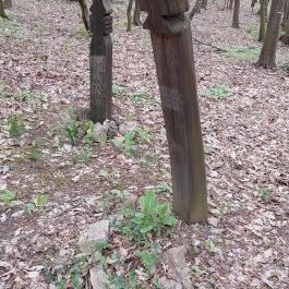 Emlékerdő, Agostyán - Egyéb