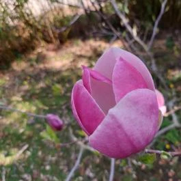 ELTE Füvészkert, Budapest - Külső kép