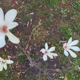 ELTE Füvészkert, Budapest - Külső kép