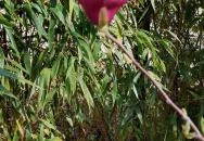 ELTE Füvészkert Budapest