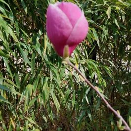 ELTE Füvészkert, Budapest - Külső kép