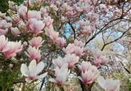 ELTE Füvészkert Budapest