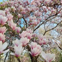 ELTE Füvészkert, Budapest - Külső kép