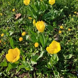 ELTE Füvészkert, Budapest - Külső kép