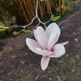 ELTE Füvészkert, Budapest - Külső kép