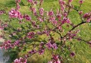 ELTE Füvészkert Budapest