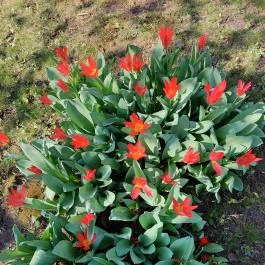 ELTE Füvészkert, Budapest - Külső kép