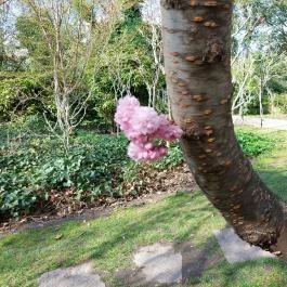 ELTE Füvészkert, Budapest - Külső kép
