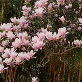 ELTE Füvészkert, Budapest - Külső kép
