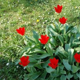 ELTE Füvészkert, Budapest - Külső kép