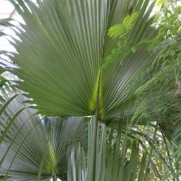 ELTE Füvészkert, Budapest - Belső