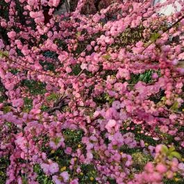 ELTE Füvészkert, Budapest - Külső kép
