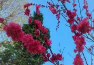 ELTE Füvészkert Budapest