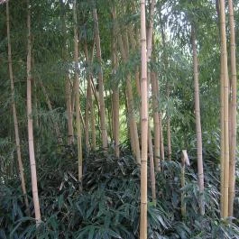 ELTE Füvészkert, Budapest - 