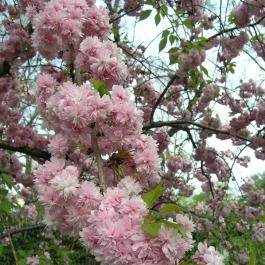 ELTE Füvészkert, Budapest - 