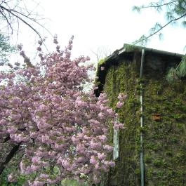 ELTE Füvészkert, Budapest - 