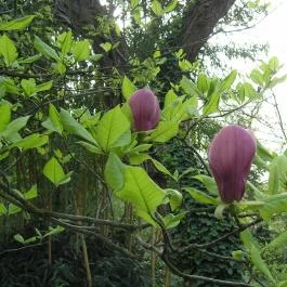 ELTE Füvészkert, Budapest - 