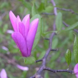 ELTE Füvészkert, Budapest - 