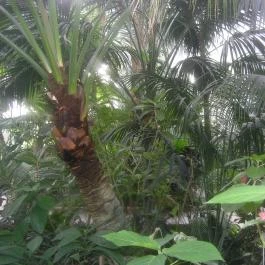 ELTE Füvészkert, Budapest - 