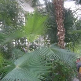 ELTE Füvészkert, Budapest - 