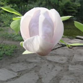 ELTE Füvészkert, Budapest - 