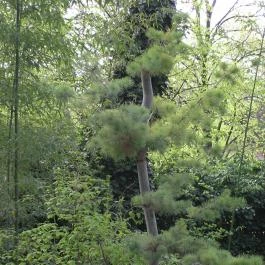 ELTE Füvészkert, Budapest - 
