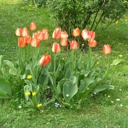 ELTE Füvészkert, Budapest - 