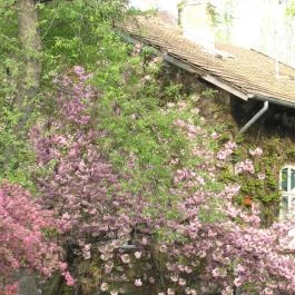 ELTE Füvészkert, Budapest - 