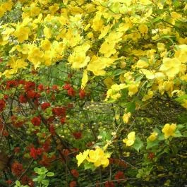 ELTE Füvészkert, Budapest - 