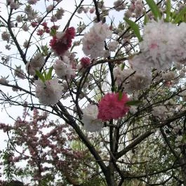 ELTE Füvészkert, Budapest - 