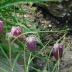 ELTE Füvészkert Budapest - 