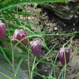 ELTE Füvészkert, Budapest - 