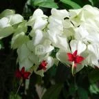 ELTE Füvészkert Budapest - 