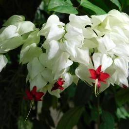 ELTE Füvészkert, Budapest - 